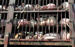 Des cochons entassés dans des conditions plus que déplorables en partance vers la mort.