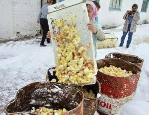 Ces poussins mâles sont jetés à la poubelle vivants.