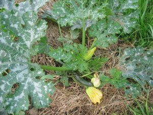 Permaculture