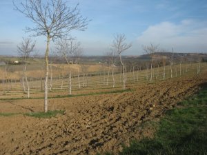Agro-foresterie